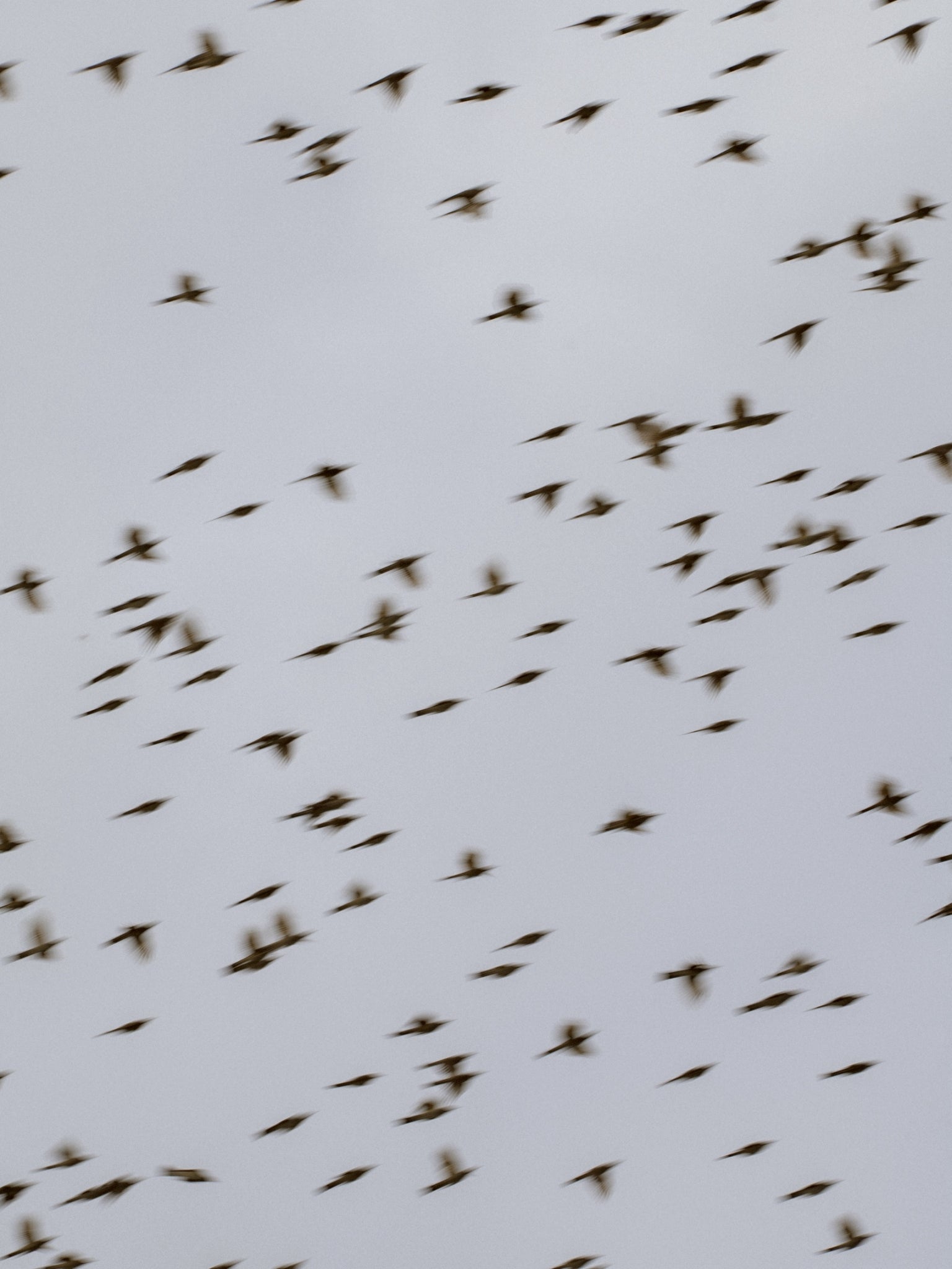 Daydream Dad Hat – DAYDREAM